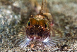A Sculpin in the fresh and salt water interchange makes f... by Marc Damant 